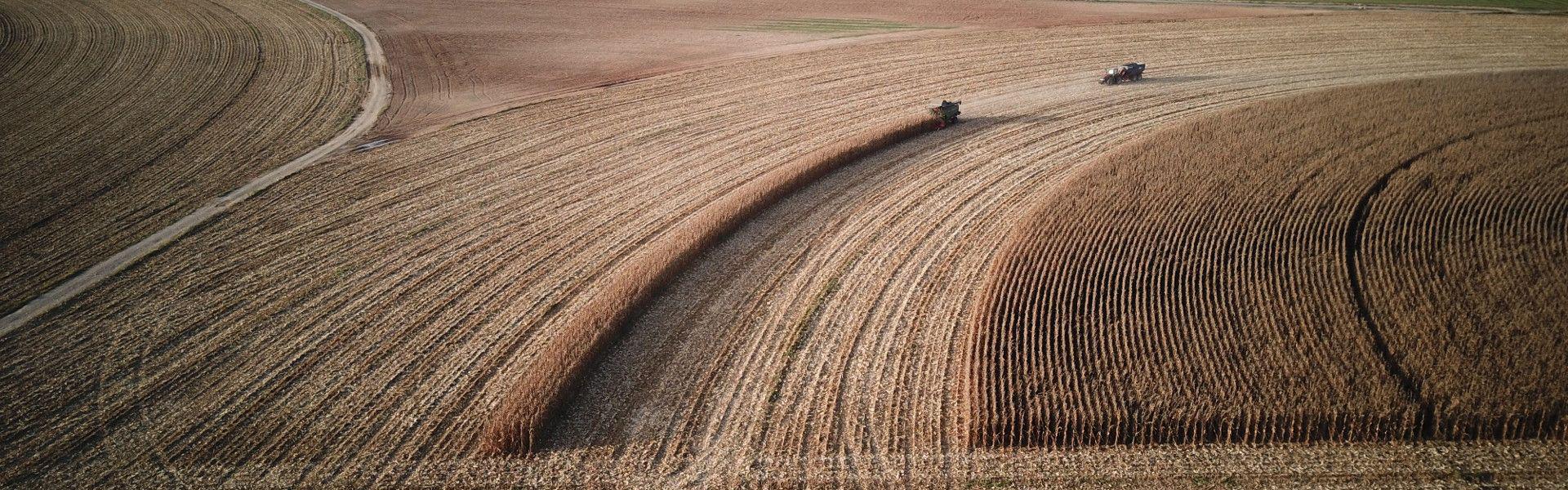 Imatge aèria cultiu blat de moro