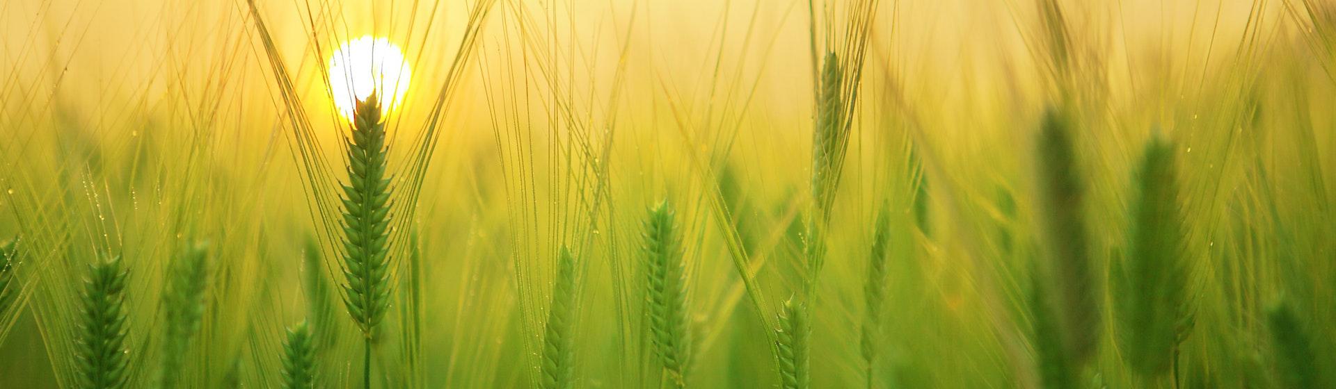 El trigo blando y la cebada